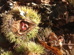 Nobody would touch this funky burr-covered seed till it was already  open (like all CD's should be!)